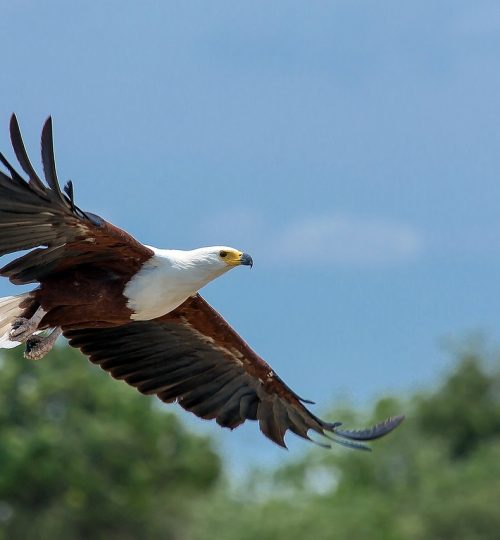 haliaeetus vocifer, african eagle, eagle-1086903.jpg